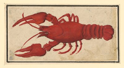 Écrevisse cuite, tournée vers la gauche - Albrecht Dürer