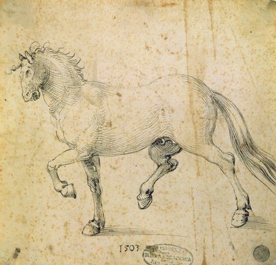 Cheval, 1503 - Albrecht Dürer