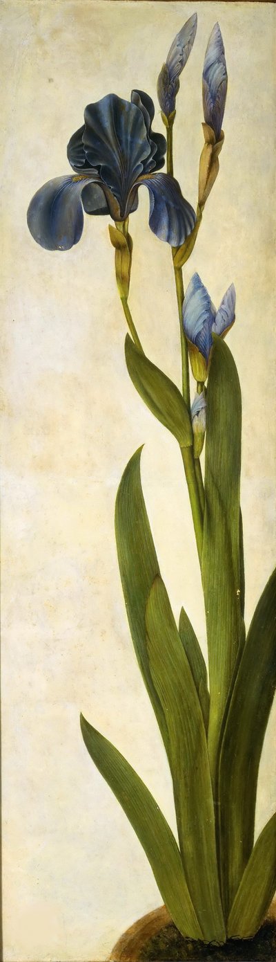 Iris troiana - Albrecht Dürer