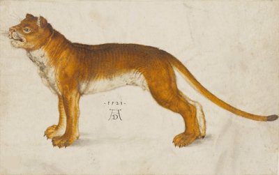 Lionne, 1521 - Albrecht Dürer