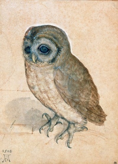 Petite chouette, 1508 - Albrecht Dürer