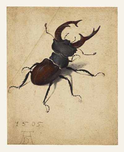  - Albrecht Dürer