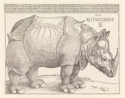 Le Rhinocéros - Albrecht Dürer