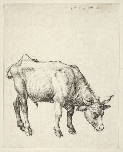 Jeune taureau - Albrecht Dürer