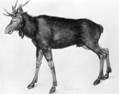 Jeune élan scandinave avec des bois immatures - Albrecht Dürer