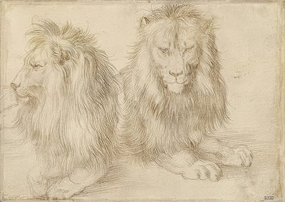 Deux lions couchés - Albrecht Dürer