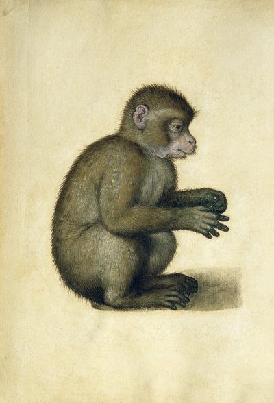 Un singe - Albrecht Dürer