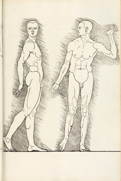 Gravure anatomique de Hierinn sind begriffen vier bücher von menschlicher Proportion, 1528 - Albrecht Dürer