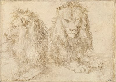 Deux lions assis - Albrecht Dürer