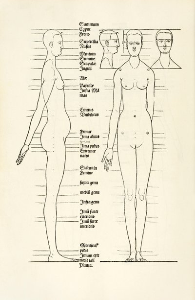 Gravure anatomique féminine de 