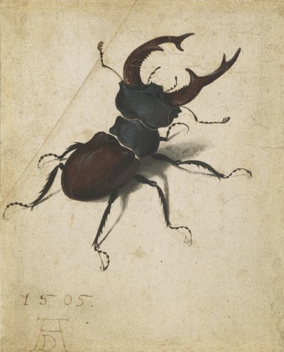 Cerf-volant - Albrecht Dürer