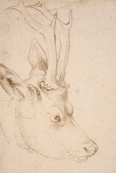 Tête de chevreuil mâle - Dessin de Albrecht Dürer - Albrecht Dürer