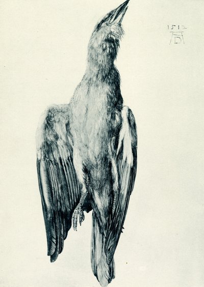 Le rollier bleu mort - Albrecht Dürer
