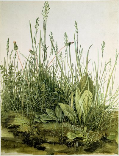 La Motte avec des herbes sauvages - Albrecht Dürer