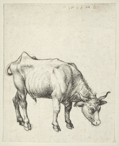 Jeune taureau, vers 1493 - Albrecht Dürer