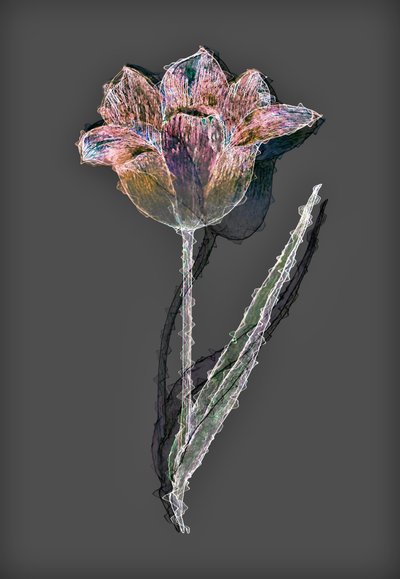Fleur, 2020 - Alex Caminker