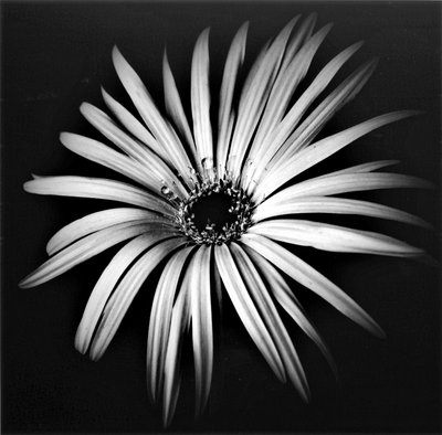 Étoile, 2019 - Alex Caminker