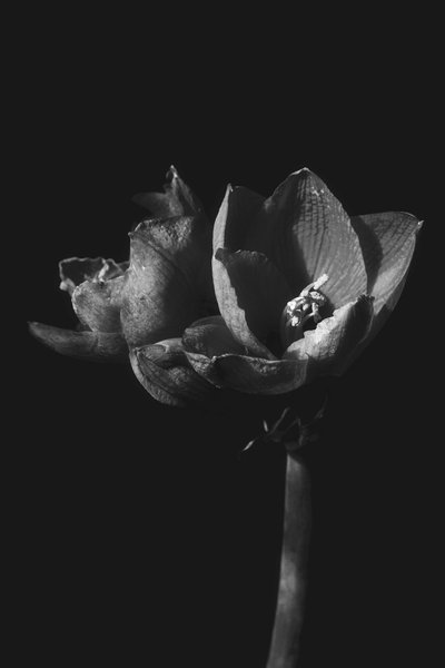 Sans titre, 2019 - Alex Caminker