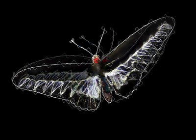 Papillon noir, 2020 - Alex Caminker