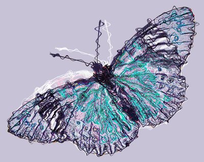 Papillon 7, 2020 - Alex Caminker