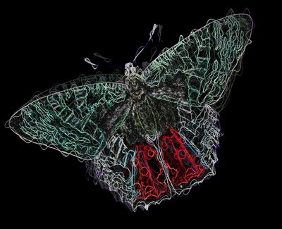 Papillon V - Alex Caminker
