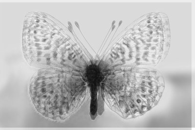 papillon de clarté, 2019 - Alex Caminker