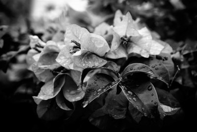 Cluster - Alex Caminker
