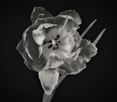 Géométrie des fleurs - Alex Caminker