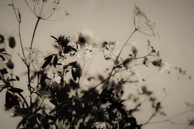 Décorations naturelles, 2019 - Alex Caminker