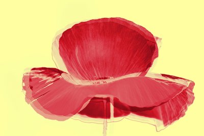 Tulipe rouge, 2019 - Alex Caminker