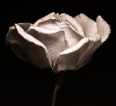 Rose - Alex Caminker
