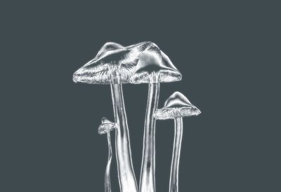 Champignons argentés - Alex Caminker