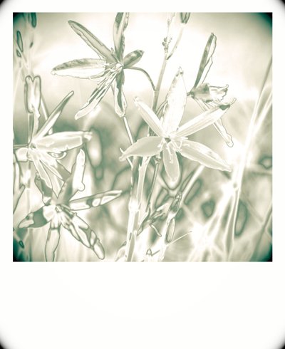 Plantes argentées - Alex Caminker