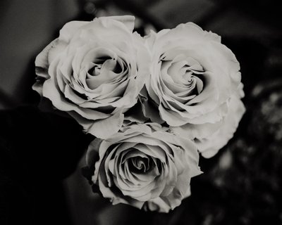 trois roses, 2019 - Alex Caminker