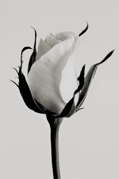 Rose blanche - Alex Caminker