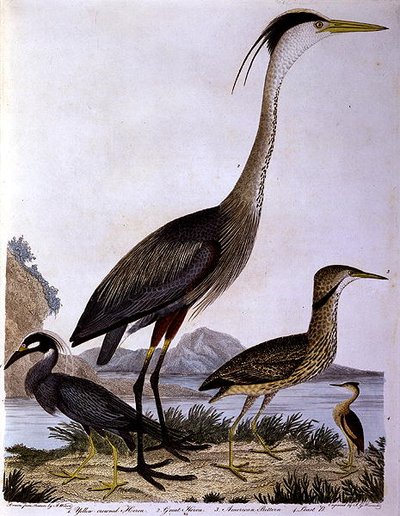 Hérons, gravé par I. G. Marnicke - Alexander (after) Wilson