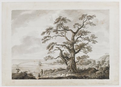 Arbre sur la colline de l