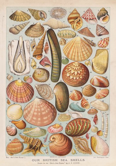 Coquillages britanniques - Alexander Francis (after) Lydon