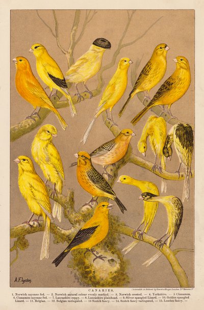 Canaris - Alexander Francis (after) Lydon