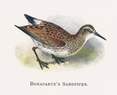 Le Bécasseau de Bonaparte - Alexander Francis Lydon