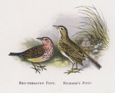 Le Pipit à gorge rousse, Le Pipit de Richard - Alexander Francis Lydon