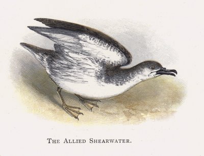 Le Puffin Allié - Alexander Francis Lydon