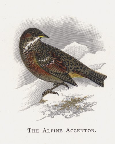 Le Accenteur alpin - Alexander Francis Lydon