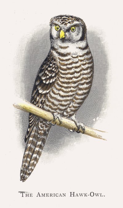 La Chouette épervière américaine - Alexander Francis Lydon