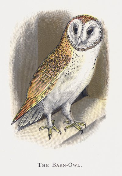 La Chouette effraie - Alexander Francis Lydon