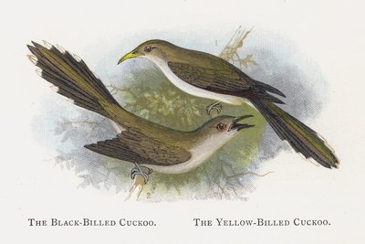Le Coucou à bec noir, Le Coucou à bec jaune - Alexander Francis Lydon
