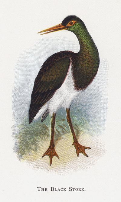 La Cigogne noire - Alexander Francis Lydon