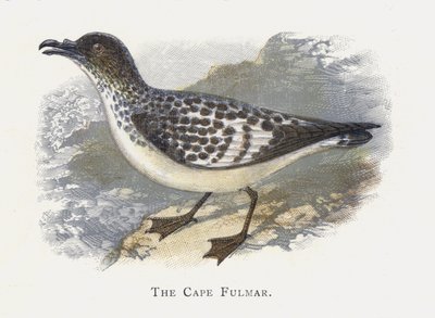 Le Fulmar du Cap - Alexander Francis Lydon