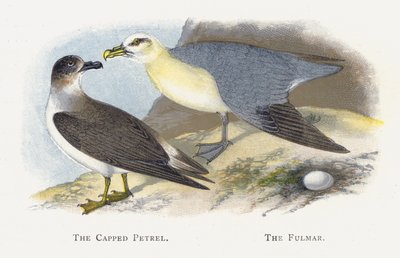 Le Pétrel Capuchon, Le Fulmar - Alexander Francis Lydon