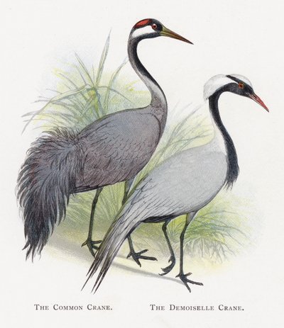 La Grue cendrée, La Grue demoiselle - Alexander Francis Lydon